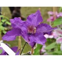 Up!Climbers 1 x Clematis 'The President' - BOSRANK - 50-60 cm