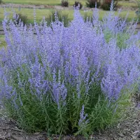 GP 6 x Reuzenlavendel Blue Spire Paars|Blauw - Winterharde Tunplant - Perovskia Blue Spire in 9x9cm pot met hoogte 0-10cm