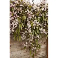 Up!Climbers Clematis Armandii 'Apple Blossom' Bosrank 60-80 cm - Klimop - Groenblijven - Winterhard