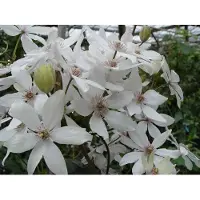 Up!Climbers Clematis Armandii 60 - 70 cm - Potmaat 15 cm