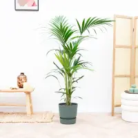 Green bubble - Kentia palm inclusief elho greenville zwart - 180cm