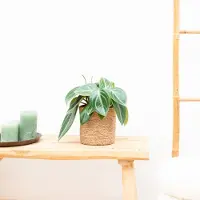 Green bubble Peperomia Sarcophylla - 30cm