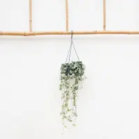 Green bubble Hangplant Ceropegia Linearis 'Woodii' - 45cm
