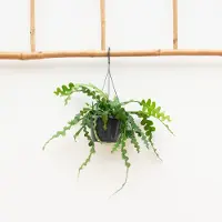 Green bubble Hangplant Epiphyllum Anguliger - 35cm