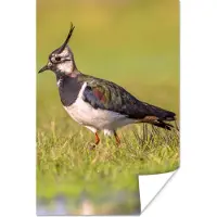 PosterMonkey Poster Vogel - Gras - Natuur - Dieren - Kievit - 120x180 cm XXL