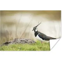 PosterMonkey Poster Vogel - Gras - Dieren - Natuur - Kievit - 60x40 cm