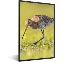 PosterMonkey - Poster - Fotolijst - Vogels - Gras - Landschap - Grutto - 80x120 cm - Posterlijst - Poster dieren - Foto in lijst - Poster vogels