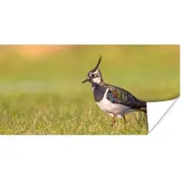 PosterMonkey Poster Vogel - Gras - Natuur - Dieren - Kievit - 80x40 cm