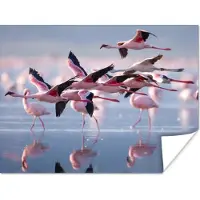 PosterMonkey Poster - Fotolijst - Flamingo - Zee - Water - Vogel - Tropical - Frame - 160x120 cm - Poster met lijst - Posterlijst - Poster flamingo - Poster kader - Muurdecoratie