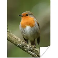 PosterMonkey Poster Vogel - Roodborstje - Tak - Planten - 60x80 cm