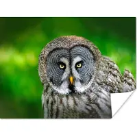 PosterMonkey Poster Vogel - Uil - Dieren - Bruin - Portret - 160x120 cm XXL