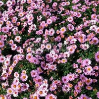 GP 25 x Herfstaster Roze|Paars - Vaste Plant Winterhard - Aster dumosus Anneke in 9x9cm pot met hoogte 5-10cm