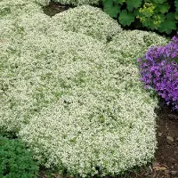 GP 25 x Kruiptijm Wit - Wintergroene Bodembedekker - Thymus praecox 'Albiflorus' in 9x9 pot met hoogte 0-10cm