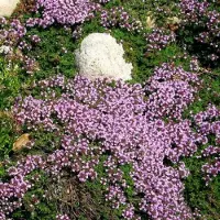 GP 25 x Kruiptijm of Kruipend Tijm Roze|Paars - Bodembedekker Wintergroen - Thymus praecox 'Minor' in 9x9 pot met hoogte 0-10cm