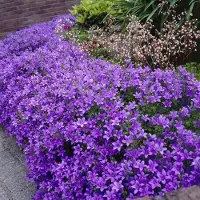 GP 25 x Klokjesbloem Paars 'Catharina' - Wintergroene Bodembedekker - Campanula portenschlagiana Catharina in 9x9 pot met hoogte 0-10cm