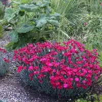 GP 12 x Steenanjer Roze - Bodembedekker Winterhard - Dianthus deltoides Brilliant in 9x9cm pot met hoogte 5-10cm