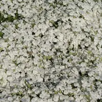GP 25 x Kruipphlox Wit / Kruipende Vlambloem - Phlox subulata 'Maischnee' - Wintergroene Bodembedekker in 9x9cm pot met hoogte 5-10cm