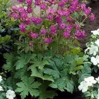 GP 6 x Geranium macrorrhizum - Ooievaarsbek Roze/Rood - Bodembedekker in 9x9 pot met hoogte 0-10cm