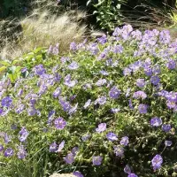GP 50 x Geranium 'Azure Rush' - Ooievaarsbek - Langbloeiende Bodembedekker in 9x9 pot met hoogte 0-10cm