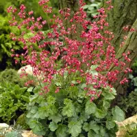 GP 6 x Purperklokje Groen|Rood - Bodembedekker Winterhard - Heuchera sanguinea 'Leuchtkäfer' in 9x9cm pot met hoogte 5-10cm