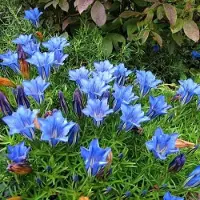 GP 6 x Herfstgentiaan Blauw - Bodembedekker Winterhard - Gentiana sino-ornata 'Eugens Allerbester' in 9x9cm pot met hoogte 5-10cm