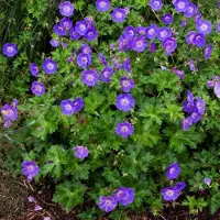 GP 8 x Geranium Rozanne Paars/ Roze - Tuinplanten Winterhard - Ooievaarsbek Bodembedekker in C2 pot met hoogte 0-50cm