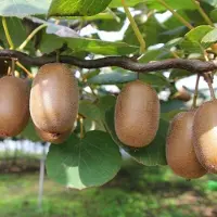 GP 8 x Zelfbestuivende Kiwiplant Jenny - Winterharde Klimplant en Fruitplant - Actinidia deliciosa 'Jenny' in C2(liter) pot met hoogte 50-60cm