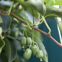 GP 4 x Zelfbestuivende Kiwiplant Issai - Winterharde Klimplant en Fruitplant - Actinidia arguta 'Issai' in C2(liter) pot met hoogte 50-60cm
