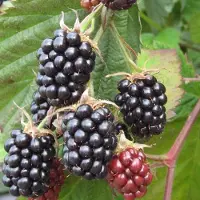 GP 8 x Doornloze Bramenstruik Chester Thornless Zwart Braam - Winterharde Fruitplant Klimplant - Rubus 'Chester Thornless' in C2(liter) pot met hoogte 50-60cm