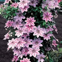 Up!Climbers 8 x Clematis 'Nelly Moser' Roze|Wit - Bloeiende Klimplant - Bosrank Winterhard - Clematis 'Nelly Moser' in C2(liter) pot met hoogte 50-60cm