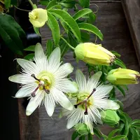 GP 8 x Passiebloem Wit - Winterharde Klimplant - Passiflora caerulea 'Constance Elliot' in C2(liter)pot met hoogte 50-60cm