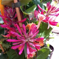 GP 8 x Japanse Kamperfoelie Rood - Winterharde Klimplant - Lonicera japonica 'Red World' in C2(liter) pot met hoogte 50-60cm