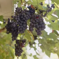 GP 12 x Druivenstruik Blauwe Druif - Winterharde Fruitplant Klimplant - Vitis 'Boskoop Glory' in C2(liter) pot met hoogte 50-60cm