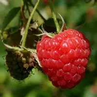 GP 4 x Frambozenstruik Malling Promise Rode Framboos - Winterharde Fruitplant Klimplant - Rubus idaeus 'Malling Promise' in C2(liter) pot met hoogte 50-60cm