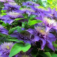 Up!Climbers 4 x Blauwe Clematis Multi Blue - Bosrank Blauw/Paars - Winterharde Bloeiende Klimplant in C2(liter) pot met hoogte 50-60cm