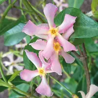 GP 8 x Roze Toscaanse Jasmijn - Wintergroene Klimplant - Trachelospermum jasminoides 'Pink Showers' in C2(liter) pot met hoogte 50-60cm