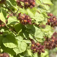 GP 4 x Japanse Wijnbes - Winterharde Klimplant Fruitplant - Rubus 'Phoenicolasius' in C2(liter) pot met hoogte 50-60cm