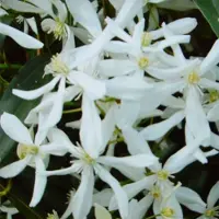 Up!Climbers 4 x Wintergroene Clematis Snowdrift Wit - Groenblijvende Bosrank - Bloeiende Klimplant - Clematis armandii 'Snowdrift' in C2(liter) pot met hoogte 50-60cm