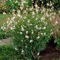 GP 8 x Prachtkaars Whirling Butterflies XL Wit|Roze - Winterharde Bloeiende Vaste Plant - Gaura lindheimeri 'Whirling Butterflies' in C2(liter) pot met hoogte 10-30cm