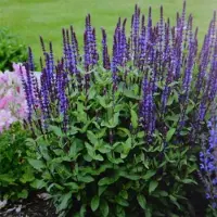 GP 12 x Salie Caradonna XL Paars|Blauw - Tuinplanten Winterhard - Salvia nemorosa 'Caradonna' in C2(liter) pot met hoogte 0-50cm
