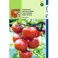 Hortitops 2 stuks Trostomaten Philippos F1 130 160 Gr. Vrucht