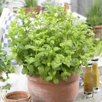 GP 50 x Marokkaanse Munt - Kruidenplant Zelf Kweken - Mentha spicata 'Maroccan' in 9x9cm pot met hoogte 5-10cm