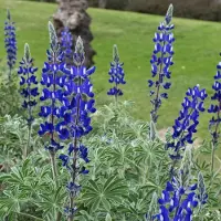 GP 25 x Lupine Gallery Blue Blauw - Tuinplant met Grote Bloem - Lupinus 'Gallery Blue' in 9x9cm pot met hoogte 0-10cm
