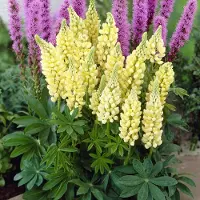 GP 6 x Gele Lupine Gallery Yellow - Bloeiende Tuinplant Winterhard - Lupinus 'Gallery Yellow' in 9x9cm pot met hoogte 0-10cm