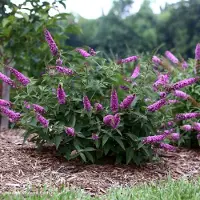 GP 8 x Roze Dwergvlinderstruik Pink Micro Chip - Trekt Bijen en Vlinders aan - Buddleja davidii 'Pink Micro Chip' in C2(liter) pot met hoogte 20-30cm