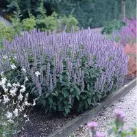 GP 12 x Dropplant / Anijsplant Blauw - Geurende Winterharde Tuinplant - Agastache 'Blue Fortune' in 9x9 pot met hoogte 0-10 cm