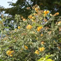 GP 8 x Vlinderstruik Sungold Geel|Goud - Bloeiende Borderplant Winterhard - Buddleja weyeriana 'Sungold' in C3(liter) pot met hoogte 10-40cm