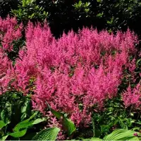 GP 6 x Pluimspirea Roze - Winterharde Tuinplant - Astilbe Rheinland in 9x9cm pot met hoogte 0-10cm