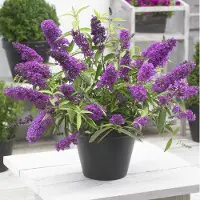 GP 4 x Dwergvlinderstruik Tutti Frutti Lila|Roze - Winterharde Sierheester - Buddleja davidii Free Petite 'Tutti Frutti' in C2(liter) pot met hoogte 20-40cm