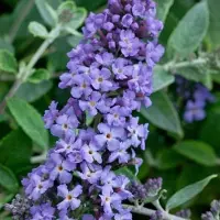 GP 12 x Dwergvlinderstruik Lavender Flow Blauw|Paars - Winterharde Bloeiende Borderplant - Buddleja Free Petite 'Lavender Flow' in C2(liter) pot met hoogte 10-30cm
